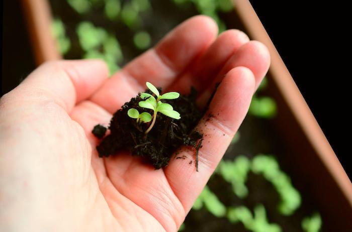 雑草と思うから雑草になる!? 発想の転換で自然を楽しむ庭に