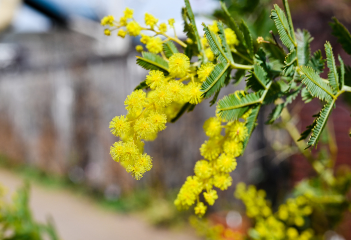 オーストラリア原産の植物は乾燥した場所でも育ち虫がつきにくい