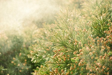 花粉症対策の基本・花粉をお家に持ち込まない