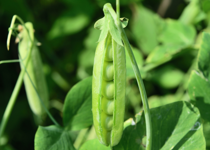 春に収穫できる旬の野菜～上級編～ グリンピース