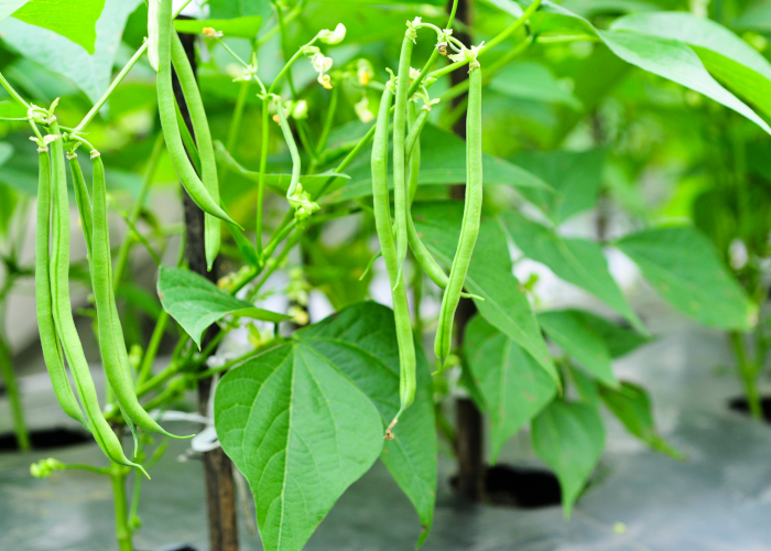 夏に収穫できる野菜～中級編～ さやいんげん