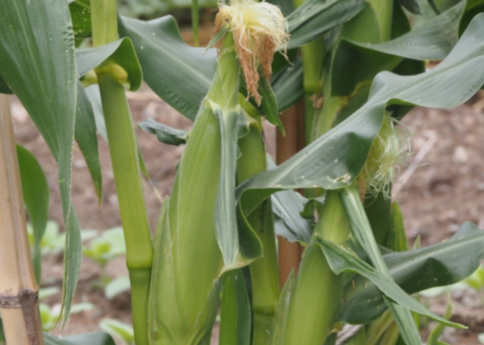 夏に収穫できる野菜～上級編～ トウモロコシ