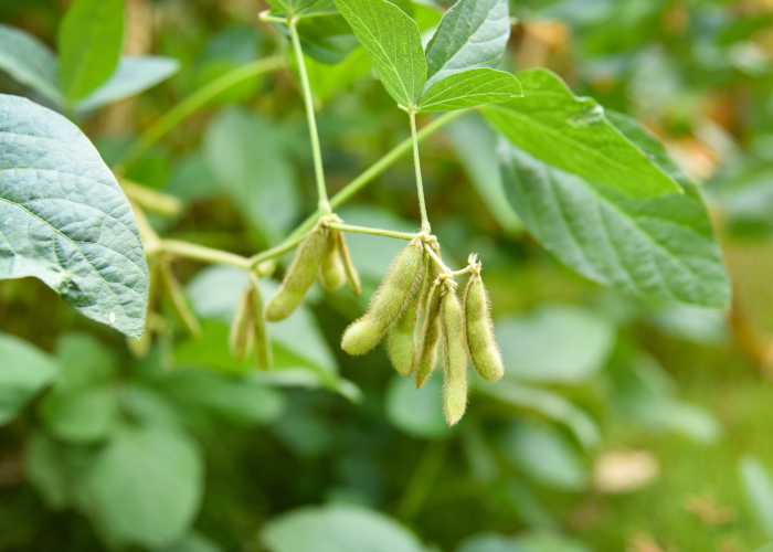 秋に収穫できる野菜～上級編～ 枝豆