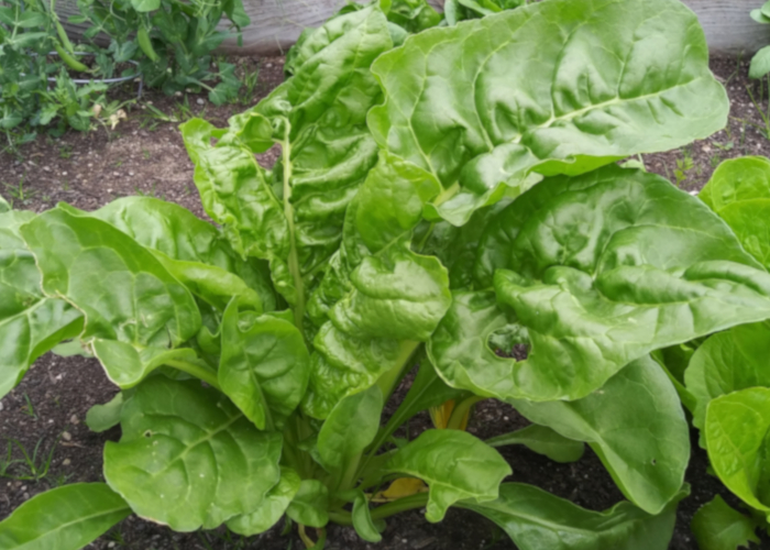 冬に収穫できる野菜～初級編～ 葉物野菜 (ホウレンソウ・水菜・小松菜・春菊)