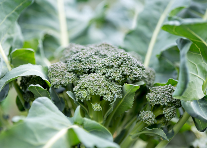 冬に収穫できる野菜～中級編～ ブロッコリー