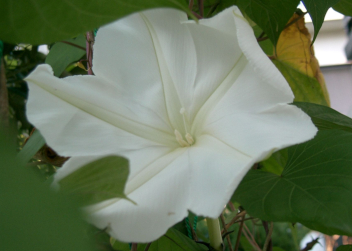 観察に適した夏の花　ユウガオ