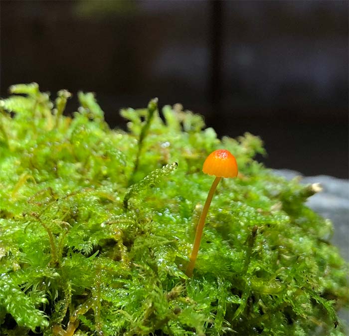 苔テラリウムにもキノコは生える