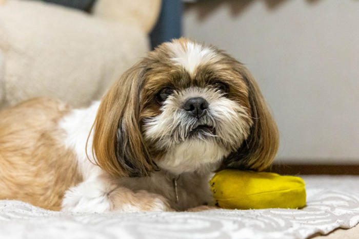 犬・猫と共に暮らすお家のポイント⑥犬・猫の高齢化対策