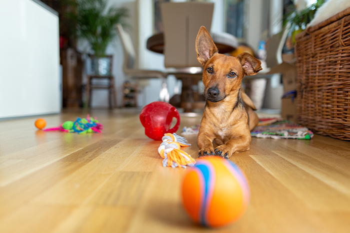 犬と暮らすなら床材は目地の少ないものを選ぶ