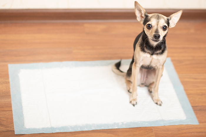 愛犬の気持ちをくんだ「トイレ」の工夫