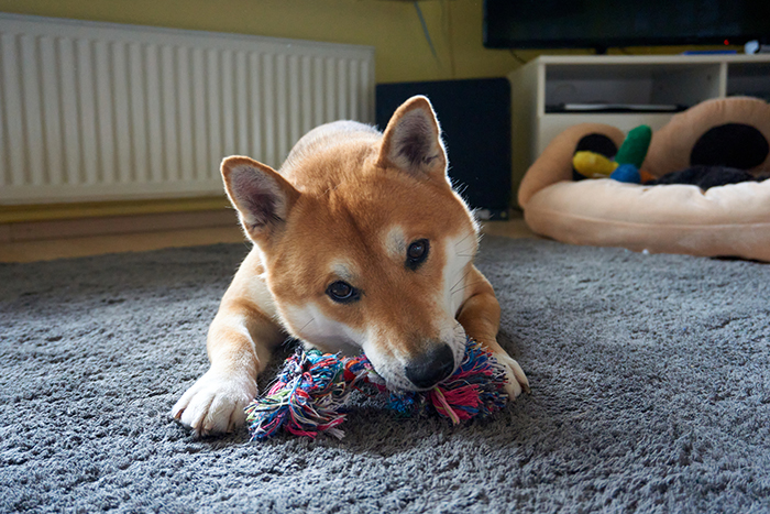 愛犬の気持ちをくんだ「遊び場」の工夫