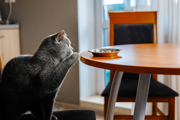 愛猫の気持ちをくんだ「食事場所」の工夫