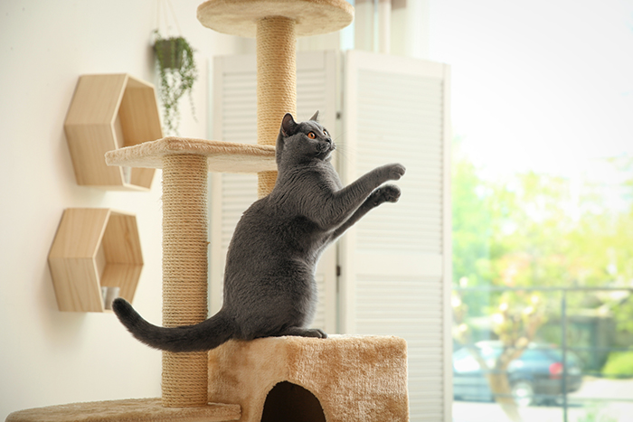 飼い猫が飽きない空間とは?