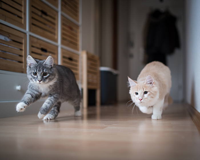 犬・猫と暮らすマンションで取り入れたい防音対策