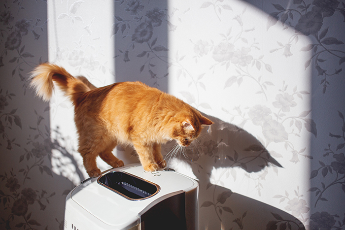 犬・猫のしつけにも影響大? 健康を保つお家の空気環境とは