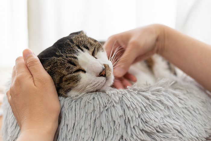 犬・猫の高齢化を見据えたお家の工夫