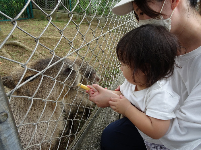 幼児にオススメな旅育スポット②日立市立かみね動物園（茨城県）