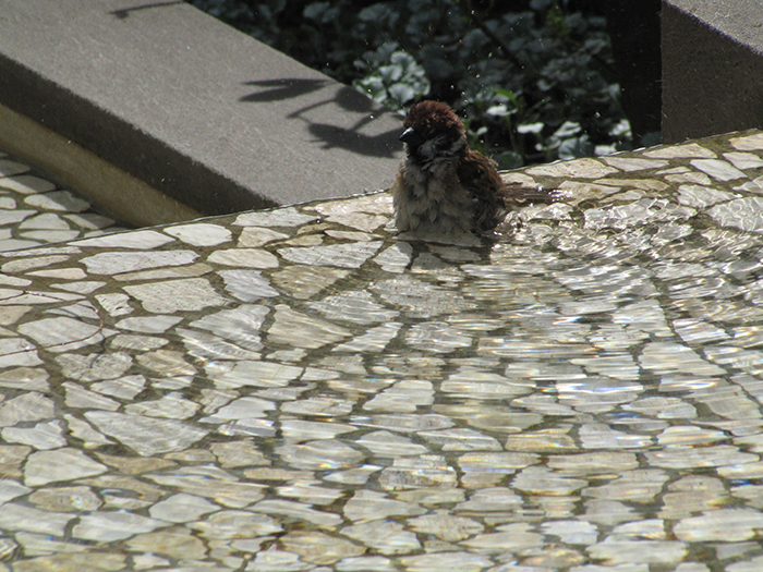 庭に野鳥を呼ぶ方法②水場をつくる