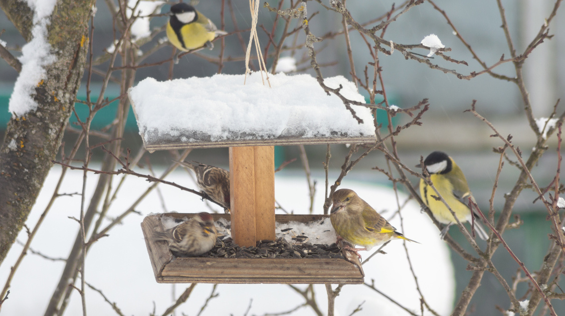 専門家が解説! お家の庭に野鳥を呼ぶ方法とガーデンバードウォッチングのコツ