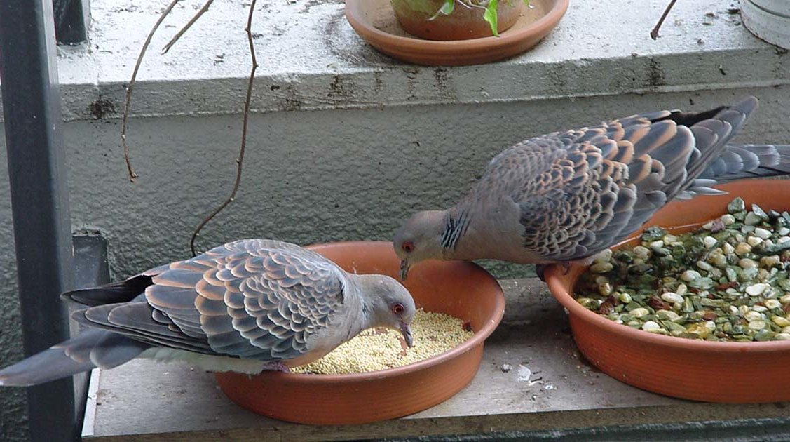 マンションでバードウォッチングはできる? 野鳥を呼ぶ方法と注意点を専門家が解説