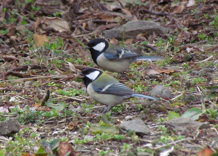 身近な野鳥―シジュウカラの特徴