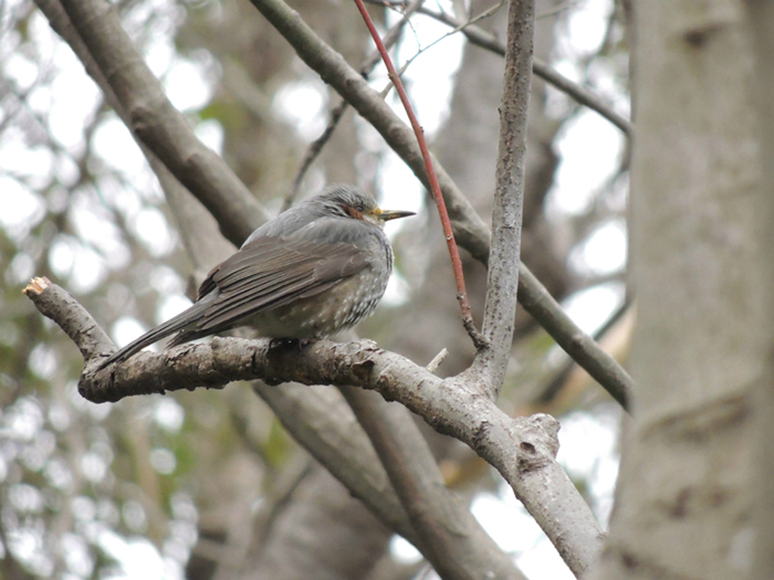 身近な野鳥―ヒヨドリの特徴