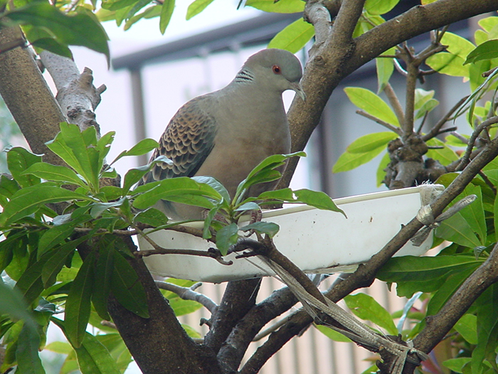 身近な野鳥―キジバトの特徴