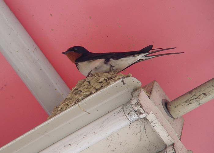 身近な野鳥―ツバメの特徴