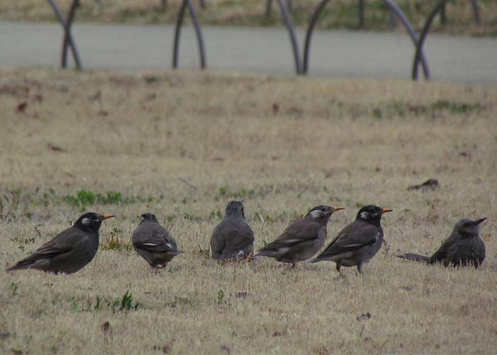 身近な野鳥―ムクドリの特徴