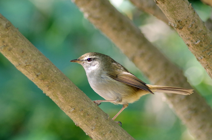 身近な野鳥―ウグイスの特徴