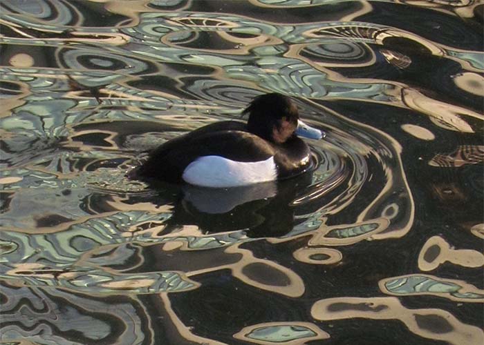 身近な野鳥―キンクロハジロの特徴