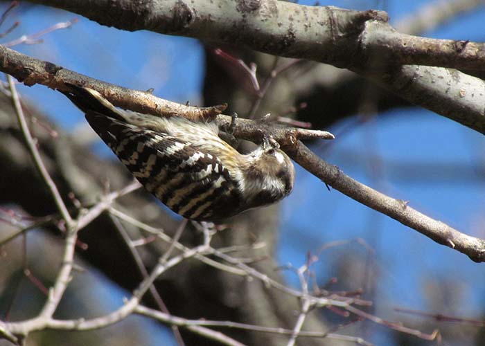 身近な野鳥―コゲラの特徴