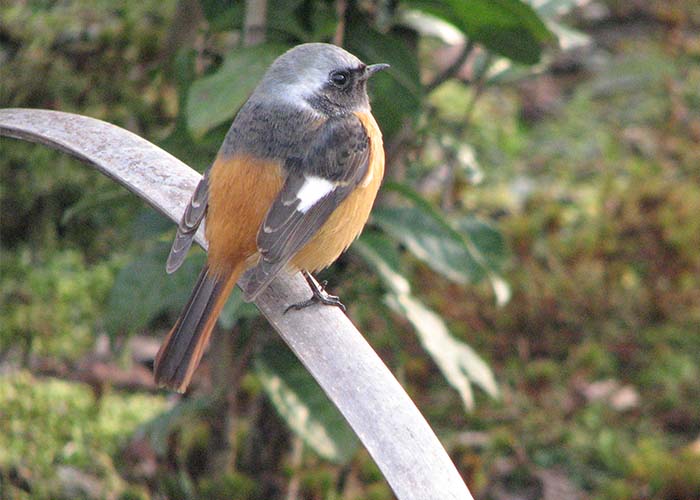 身近な野鳥―ジョウビタキの特徴