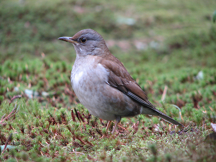 身近な野鳥―シロハラの特徴