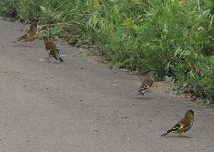 身近な野鳥―カワラヒワの特徴