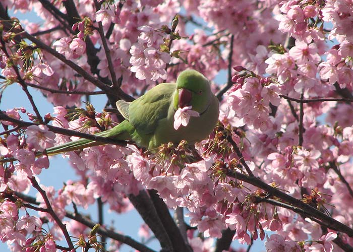 身近な野鳥―ワカケホンセイインコの特徴