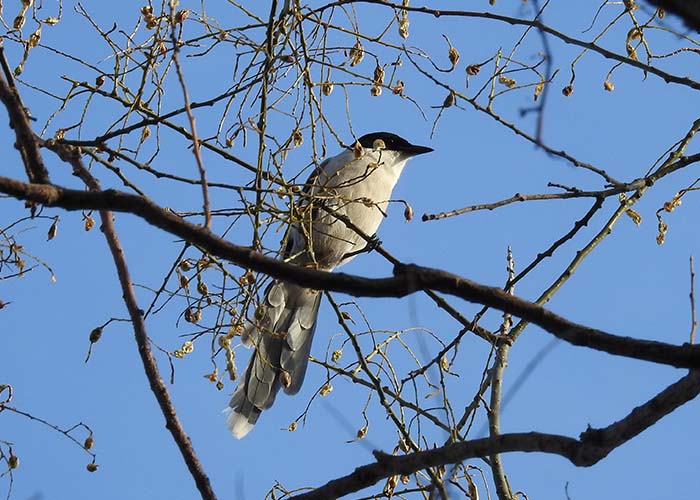 身近な野鳥―オナガの特徴