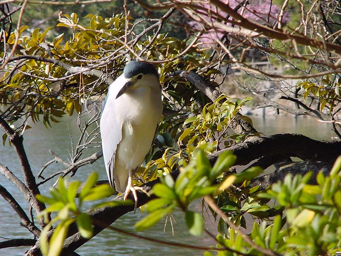 身近な野鳥―ゴイサギの特徴