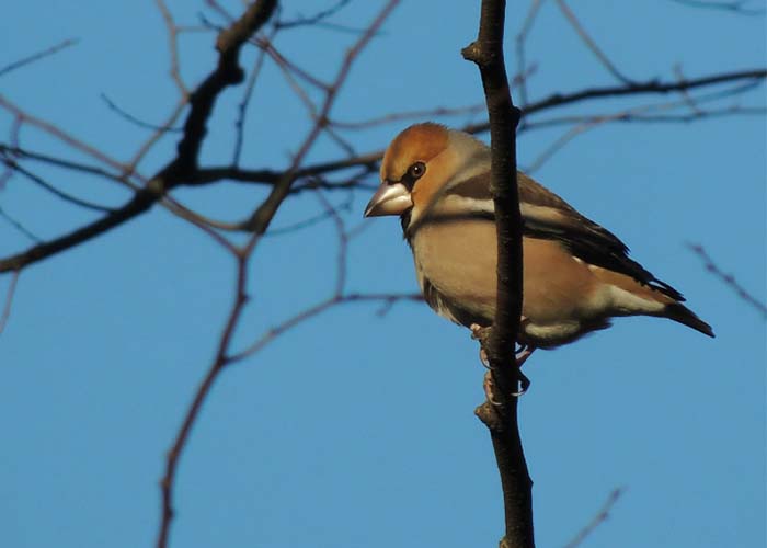 身近な野鳥―シメの特徴