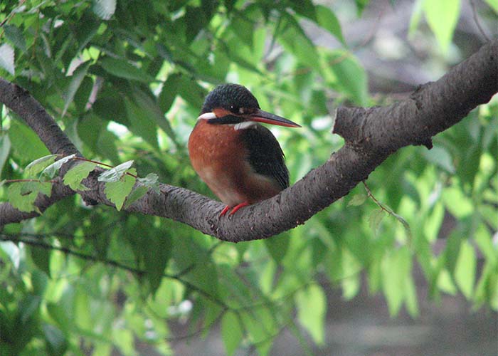 身近な野鳥―カワセミの特徴