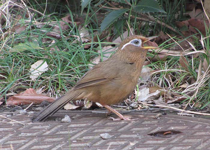 身近な野鳥―ガビチョウの特徴