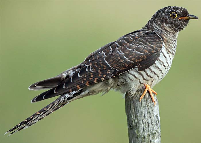 身近な野鳥―ホトトギスの特徴