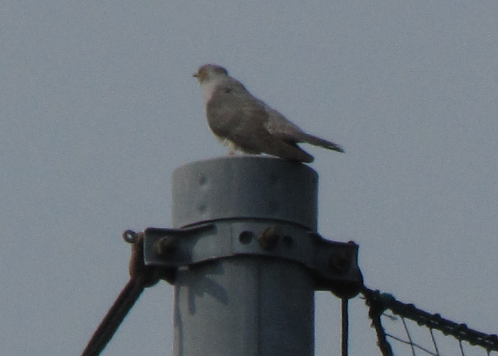 身近な野鳥―カッコウの特徴