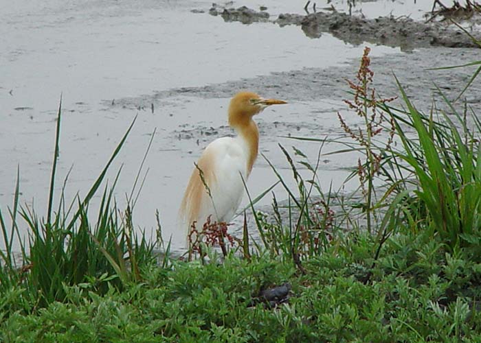 身近な野鳥―アマサギの特徴