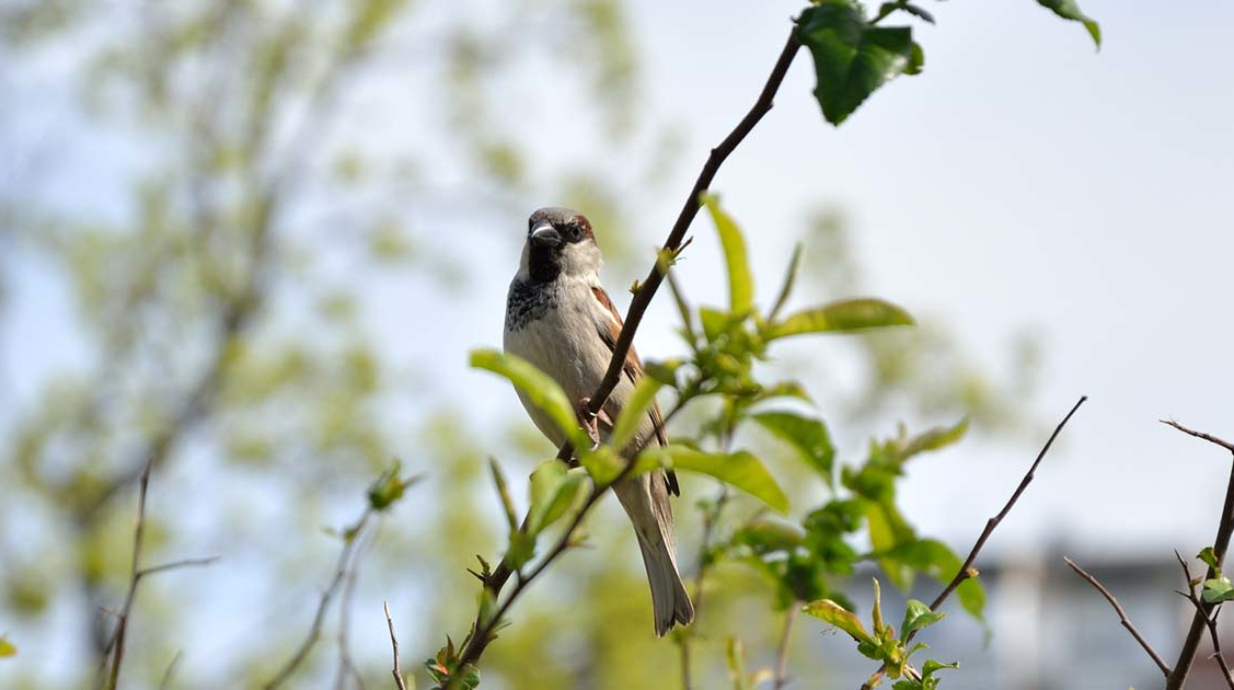 初心者や子どもにもできる身近な野鳥観察―住宅街で観察できる野鳥36種の特徴と観察難易度を専門家が解説