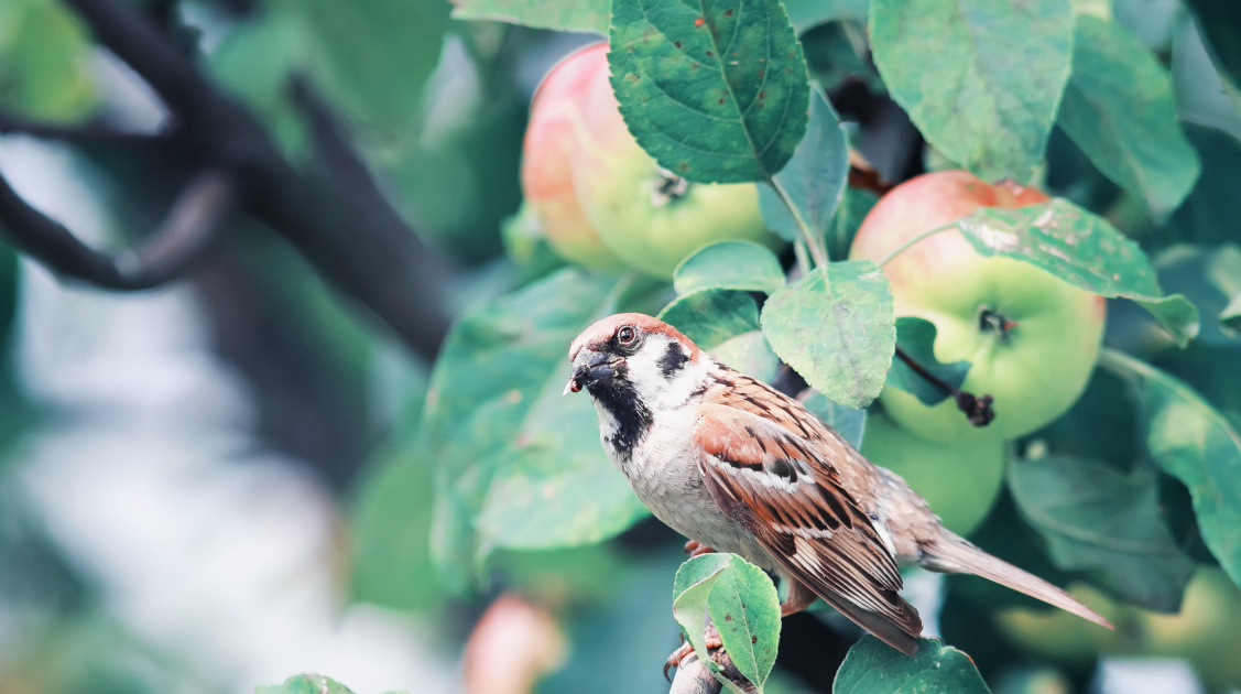 野鳥を呼べて果物も食べられる!専門家が教えるおいしいビオトープガーデンのつくり方